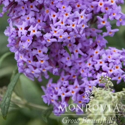 Buddleja x 'Bostulu' PP #25,708’ ~ True Blue Butterfly Bush-ServeScape