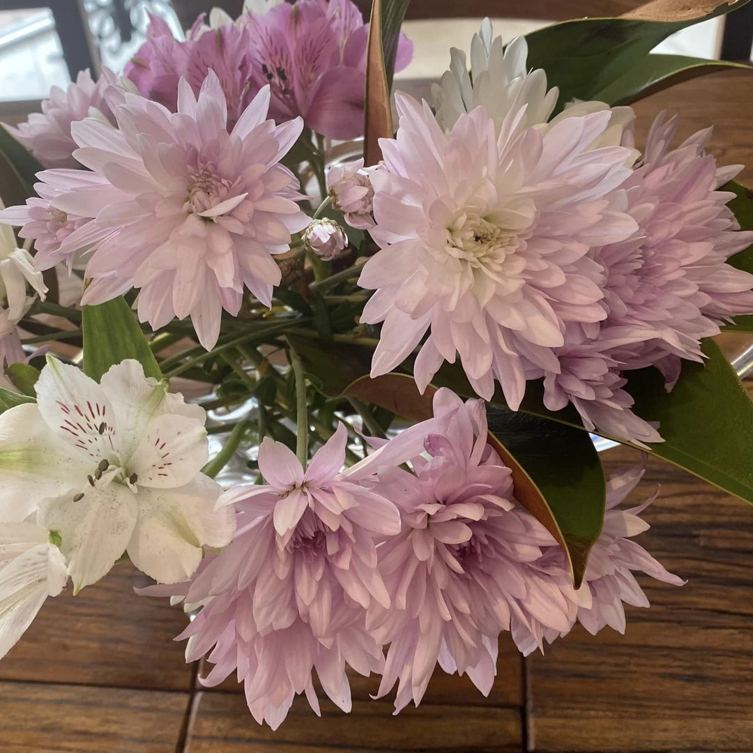 Chrysanthemum x morifolium 'Cipriani Pink' ~ Belgian Mums© Cipriani Pink Mum-ServeScape