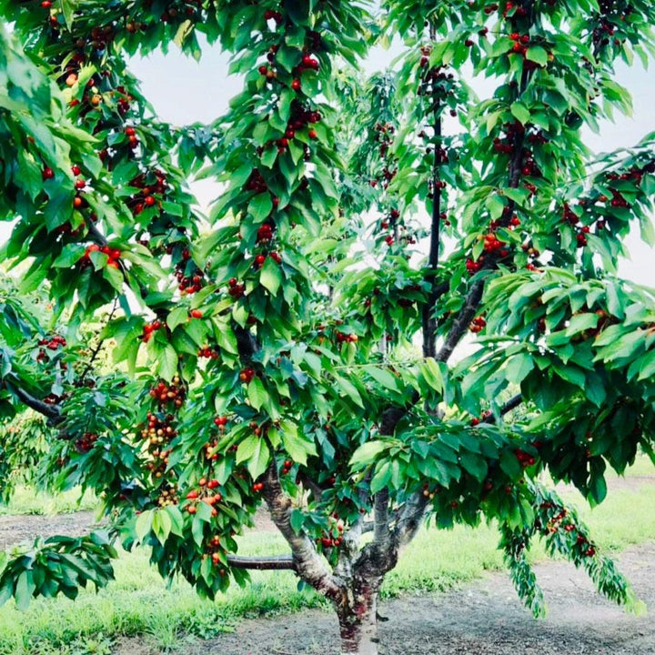 Prunus avium 'Coral Champagne' ~ Coral Champagne Sweet Cherry-ServeScape