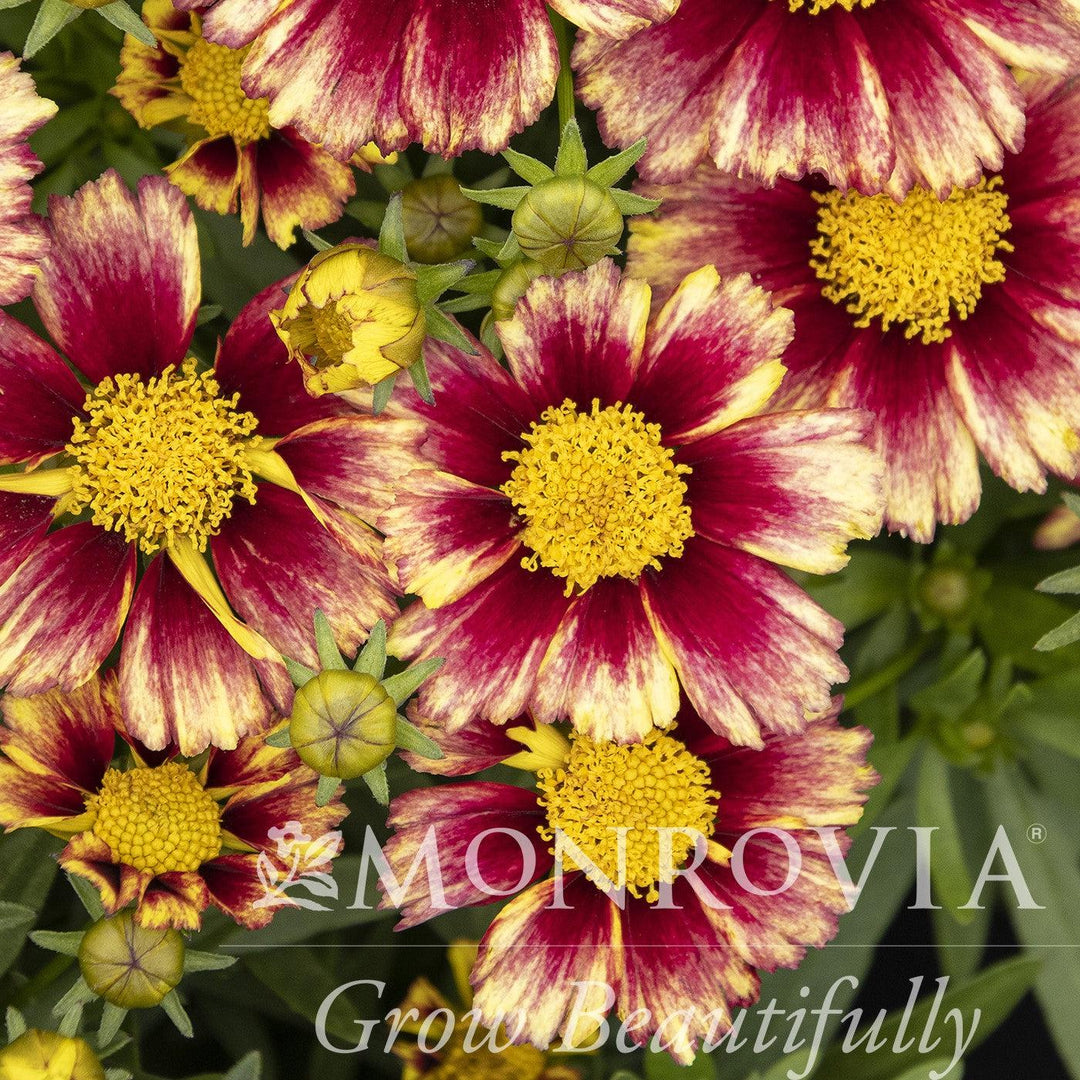 Coreopsis grandiflora 'DCORSOSB' ~ Monrovia® Solanna™ Sunset Burst Coreopsis-ServeScape