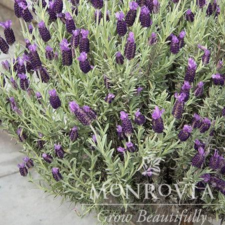 Lavandula stoechas 'Anouk' ~ Monrovia® Anouk Lavender-ServeScape