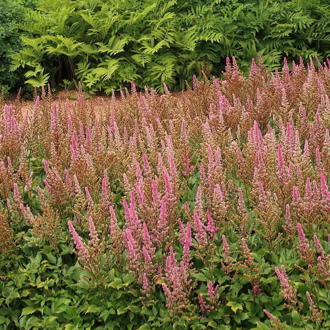 Astilbe chinensis 'Maggie Daley' ~ Maggie Daley Chinese Astilbe-ServeScape