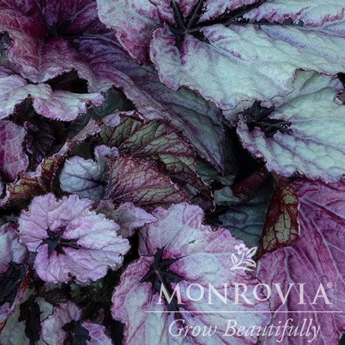 Begonia 'Ruby Slippers' PP #24,992 ~ Monrovia® T Rex™ Ruby Slippers Rex Begonia-ServeScape