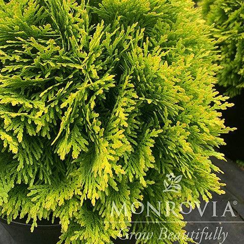 Thuja occidentalis ‘Mirjam' ~ Monrovia® Golden Child™ Arborvitae-ServeScape