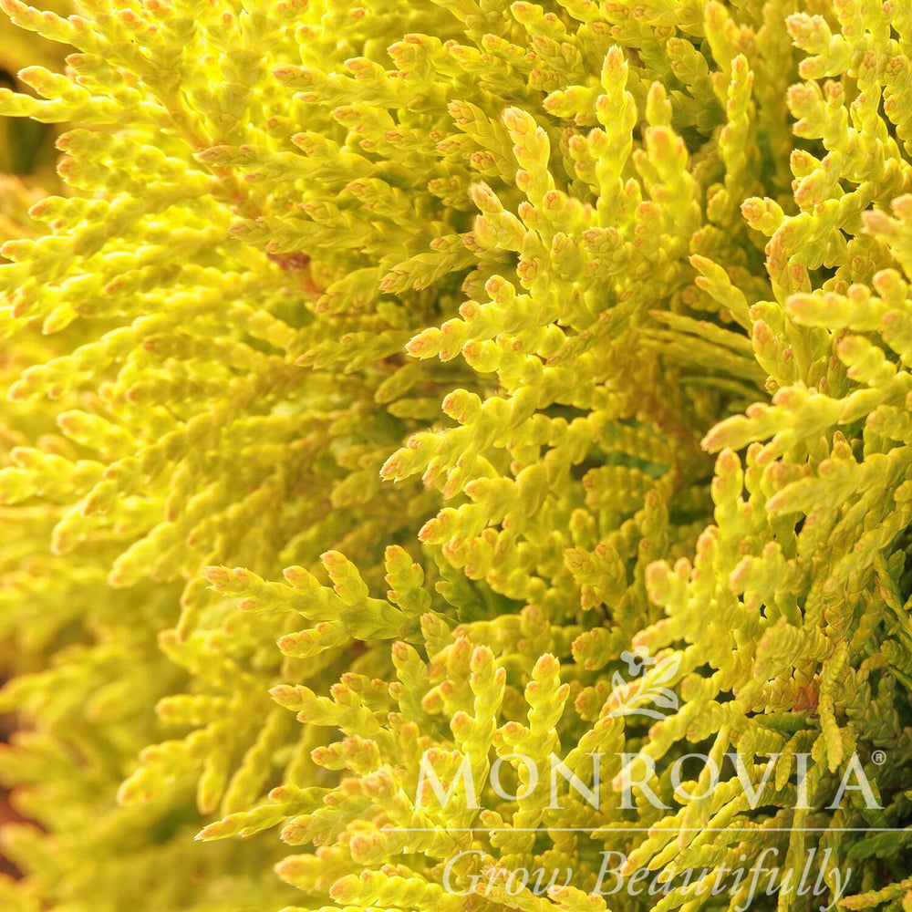 Thuja occidentalis ‘Mirjam' ~ Monrovia® Golden Child™ Arborvitae-ServeScape