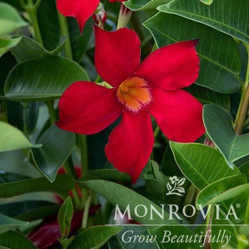Mandevilla x 'MANZ0018’ ~ Monrovia® Sunvilla® Red Mandevilla-ServeScape