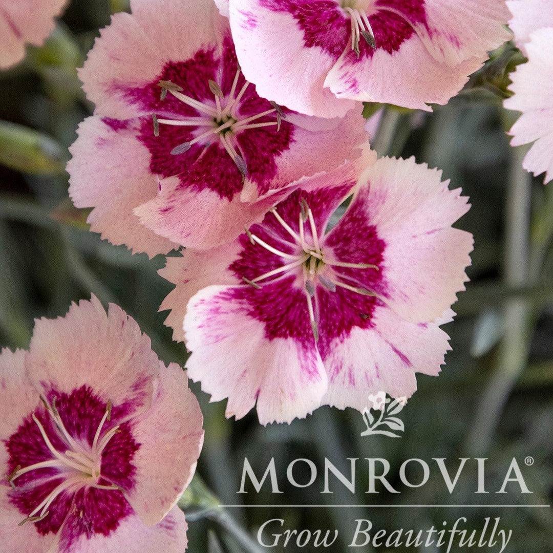 Dianthus 'Angel of Peace' ~ Monrovia® Scent from Heaven™ Angel of Peace Dianthus-ServeScape