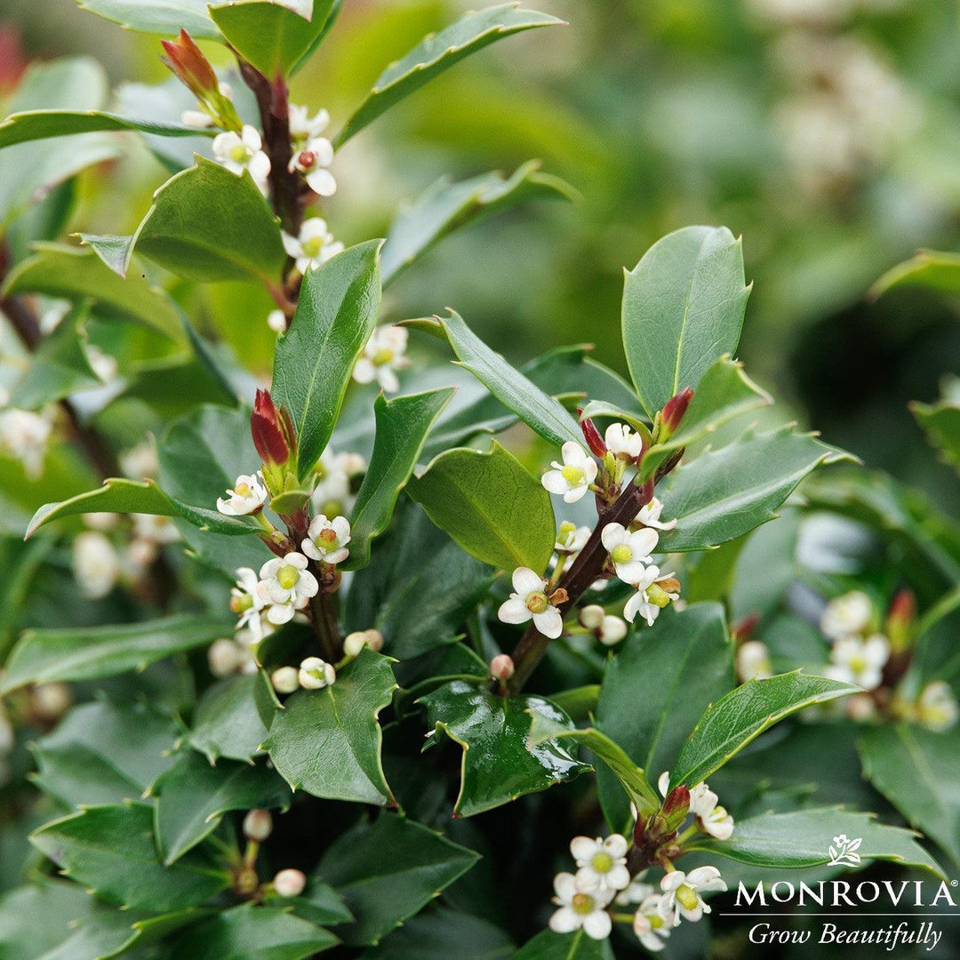 Ilex x meserveae 'MonWilde' ~ Monrovia® LittleOne® Blue Holly-ServeScape