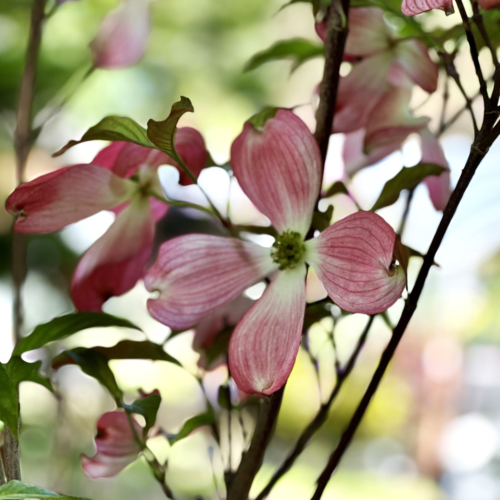 Cornus florida 'Appalachian Sunrise' ~ Appalachian Sunrise Dogwood-ServeScape