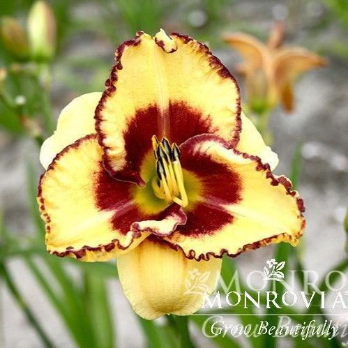 Hemerocallis x '9007' ~ Monrovia® Sunset Skye™ Daylily-ServeScape