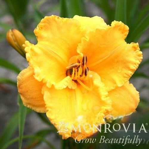 Hemerocallis x 'MON9010' PPAF ~ Monrovia® Saffron Skye™ Daylily-ServeScape
