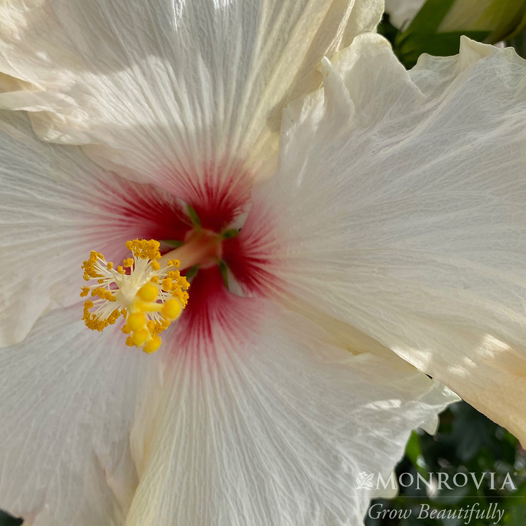Hibiscus rosa-sinensis 'AH-51' PPAF ~ Monrovia® Jazzy Jewel® Opal Hibiscus-ServeScape