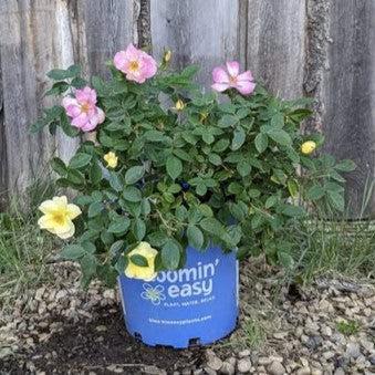 Rosa 'Radpastel' PP#6675 ~ Peach Lemonade™ Rose-ServeScape