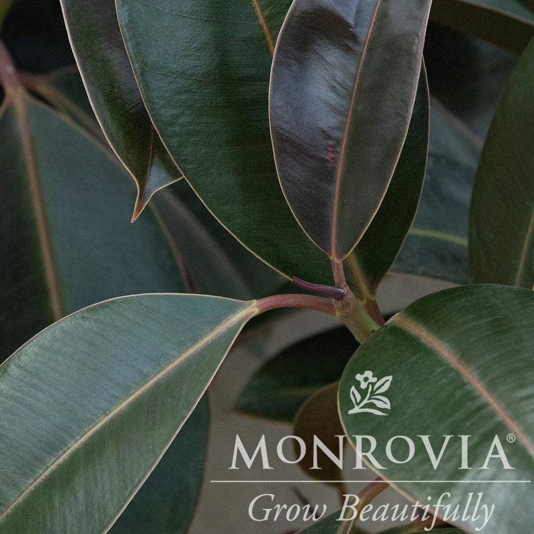 Ficus elastica 'Melany' ~ Monrovia® Melany Rubber Plant-ServeScape