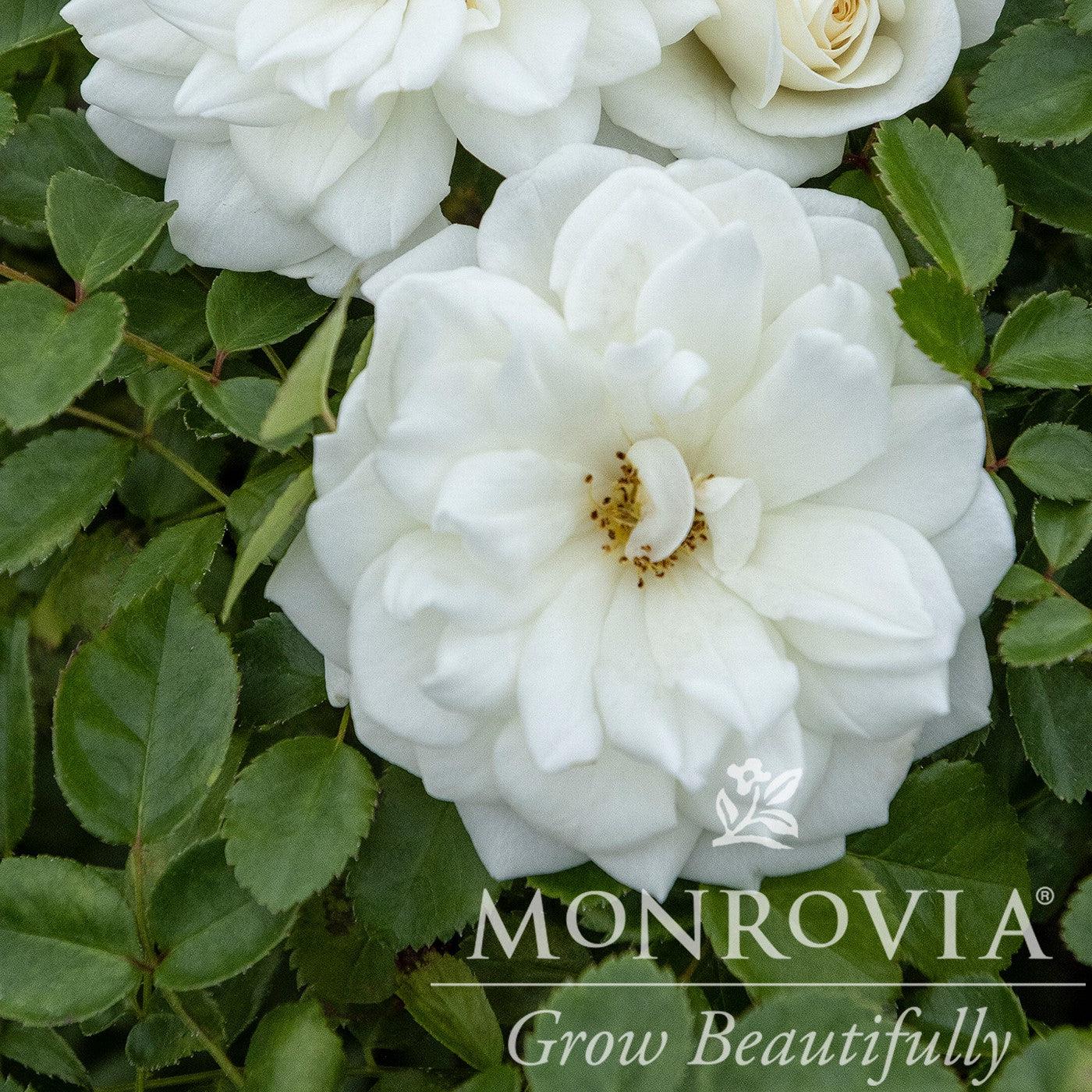 Monervia Roses Rosa 'Meidyceus' ~ Monrovia® Grace N' Grit™ White Shrub Rose – ServeScape