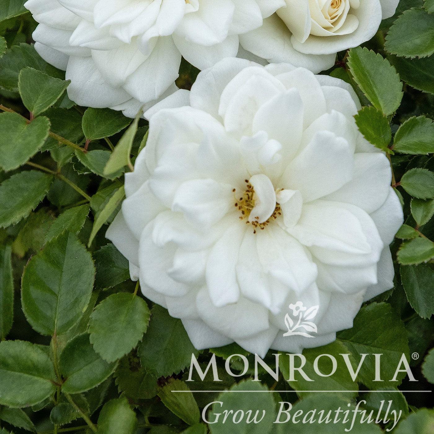 Rosa 'Meidyceus' ~ Monrovia® Grace N' Grit™ White Shrub Rose-ServeScape