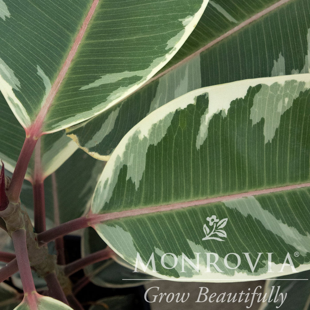 Ficus elastica 'Tineke' ~ Monrovia® Tineke Rubber Plant-ServeScape
