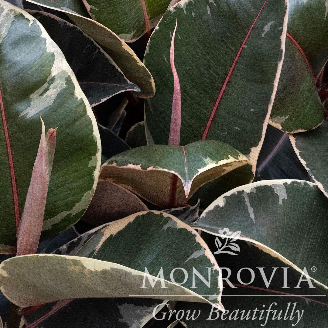 Ficus elastica 'Tineke' ~ Monrovia® Tineke Rubber Plant-ServeScape