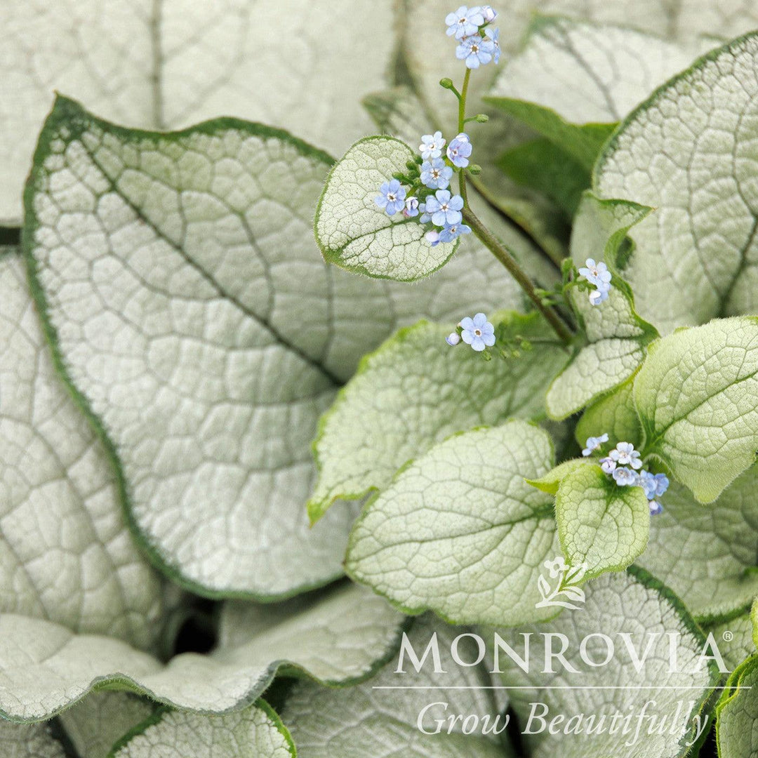 Brunnera 'Alexandria' ~ Monrovia® Alexandria Bugloss-ServeScape