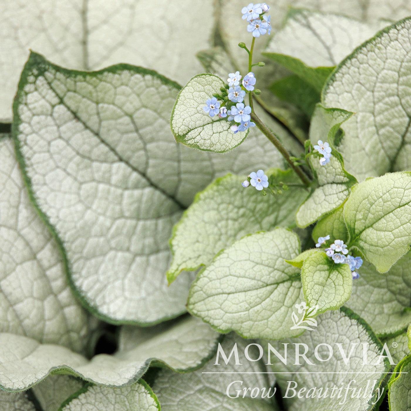 Brunnera 'Alexandria' ~ Monrovia® Alexandria Bugloss-ServeScape