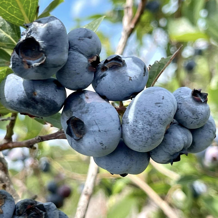 Vaccinium corymbosum 'Chandler' ~ Chandler Blueberry-ServeScape