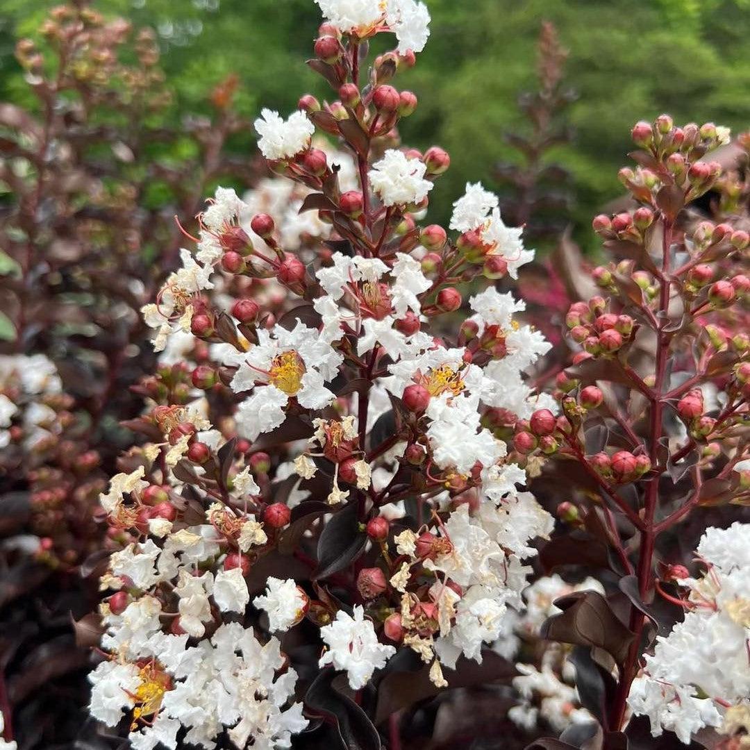 Lagerstroemia 'Pure White' ~ Black Diamond® Pure White Crape Myrtle-ServeScape