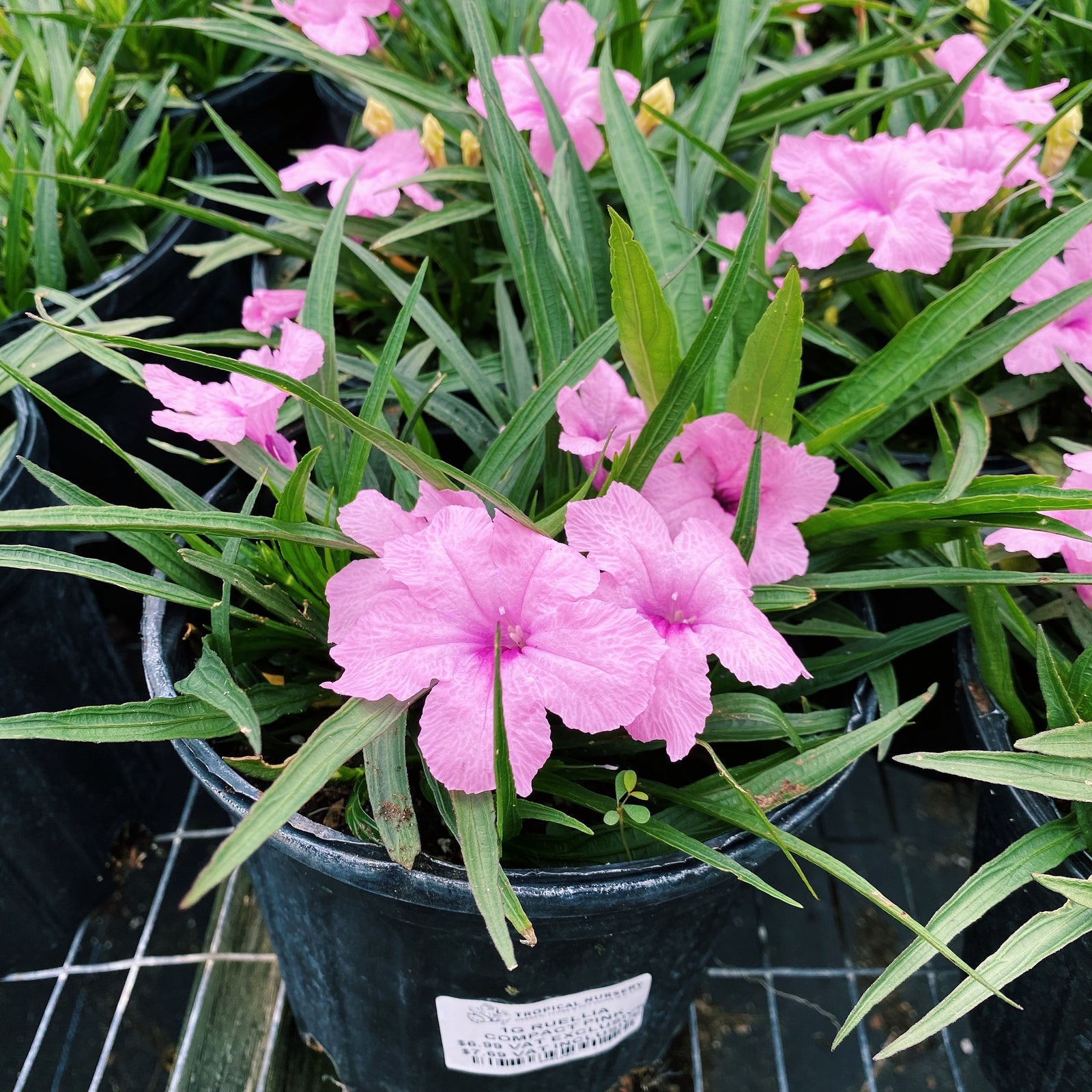 Ruellia brittoniana 'Compacta Pink' ~ Compact Pink Wild Petunia-ServeScape