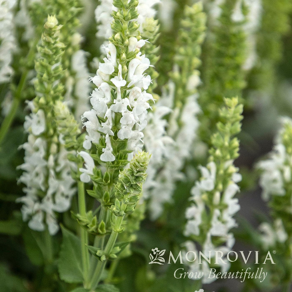 Salvia nemorosa 'Apex White' ~ Monrovia® Apex™ White Meadow Sage-ServeScape