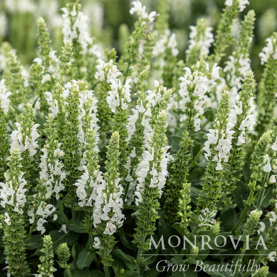 Salvia nemorosa 'Apex White' ~ Monrovia® Apex™ White Meadow Sage-ServeScape