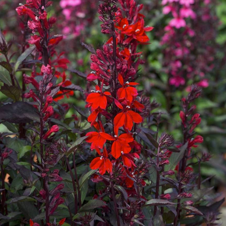 Lobelia cardinalis 'Queen Victoria' ~ Queen Victoria Cardinal Flower-ServeScape