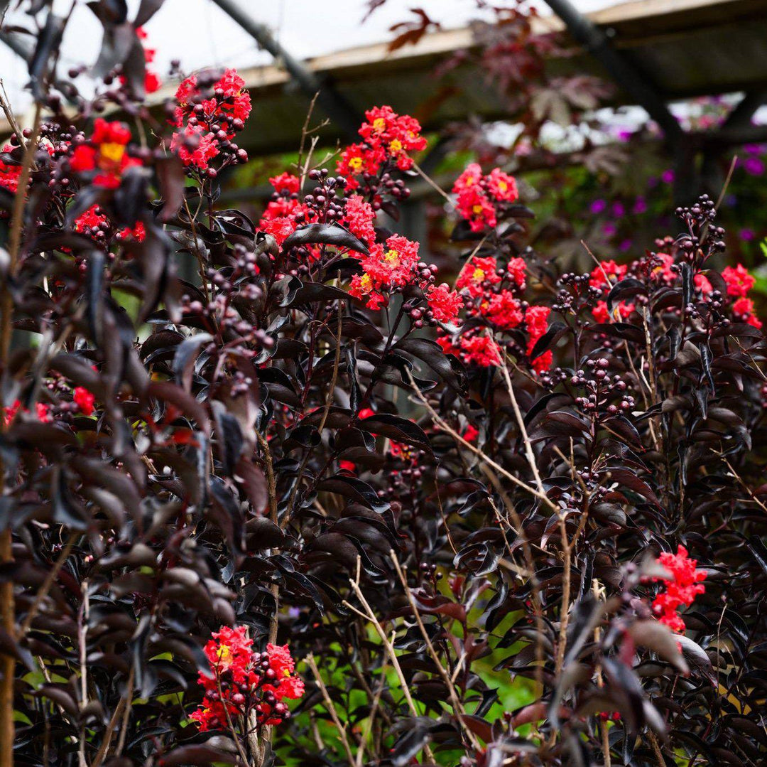 Lagerstroemia 'Red Hot' ~ Black Diamond® Red Hot™ Crape Myrtle-ServeScape