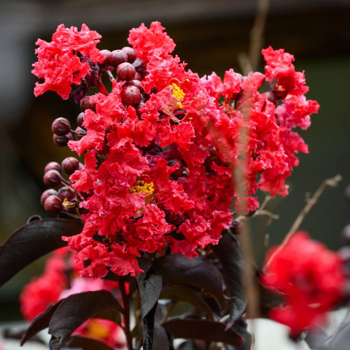 Lagerstroemia 'Red Hot' ~ Black Diamond® Red Hot™ Crape Myrtle-ServeScape