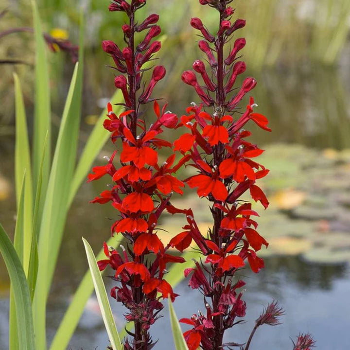 Lobelia cardinalis 'Queen Victoria' ~ Queen Victoria Cardinal Flower-ServeScape