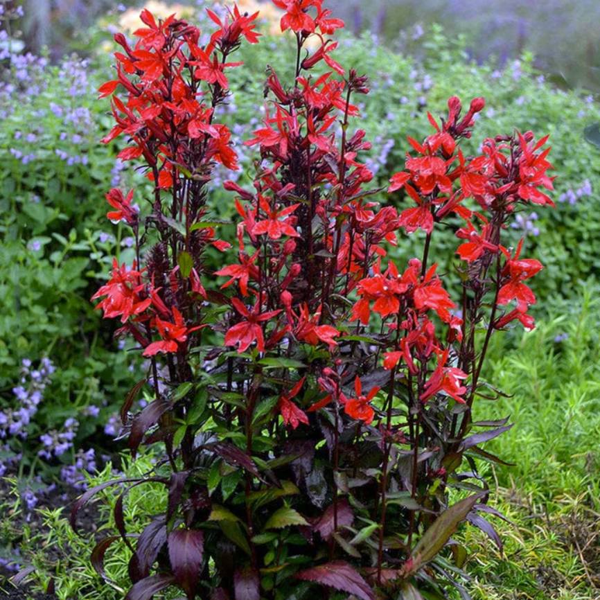 Lobelia cardinalis 'Queen Victoria' ~ Queen Victoria Cardinal Flower-ServeScape