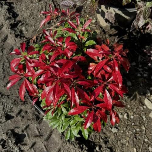 Pieris japonica 'Piesid2' ~ Glowing Hearts™ Pieris-ServeScape