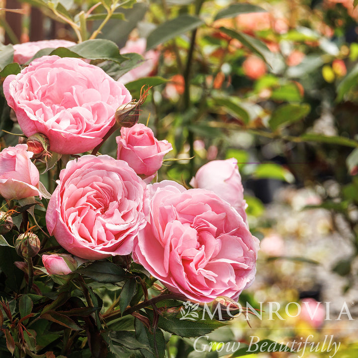 Rosa 'Meictarus' ~ Monrovia® Heavenly Ascent® Pink Climbing Rose-ServeScape