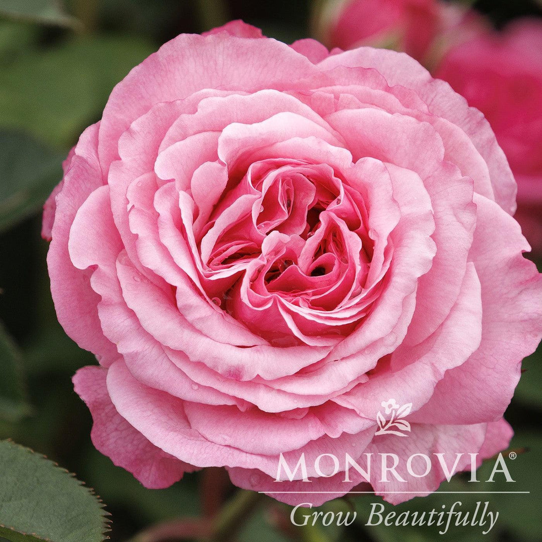 Rosa 'Meictarus' ~ Monrovia® Heavenly Ascent® Pink Climbing Rose-ServeScape