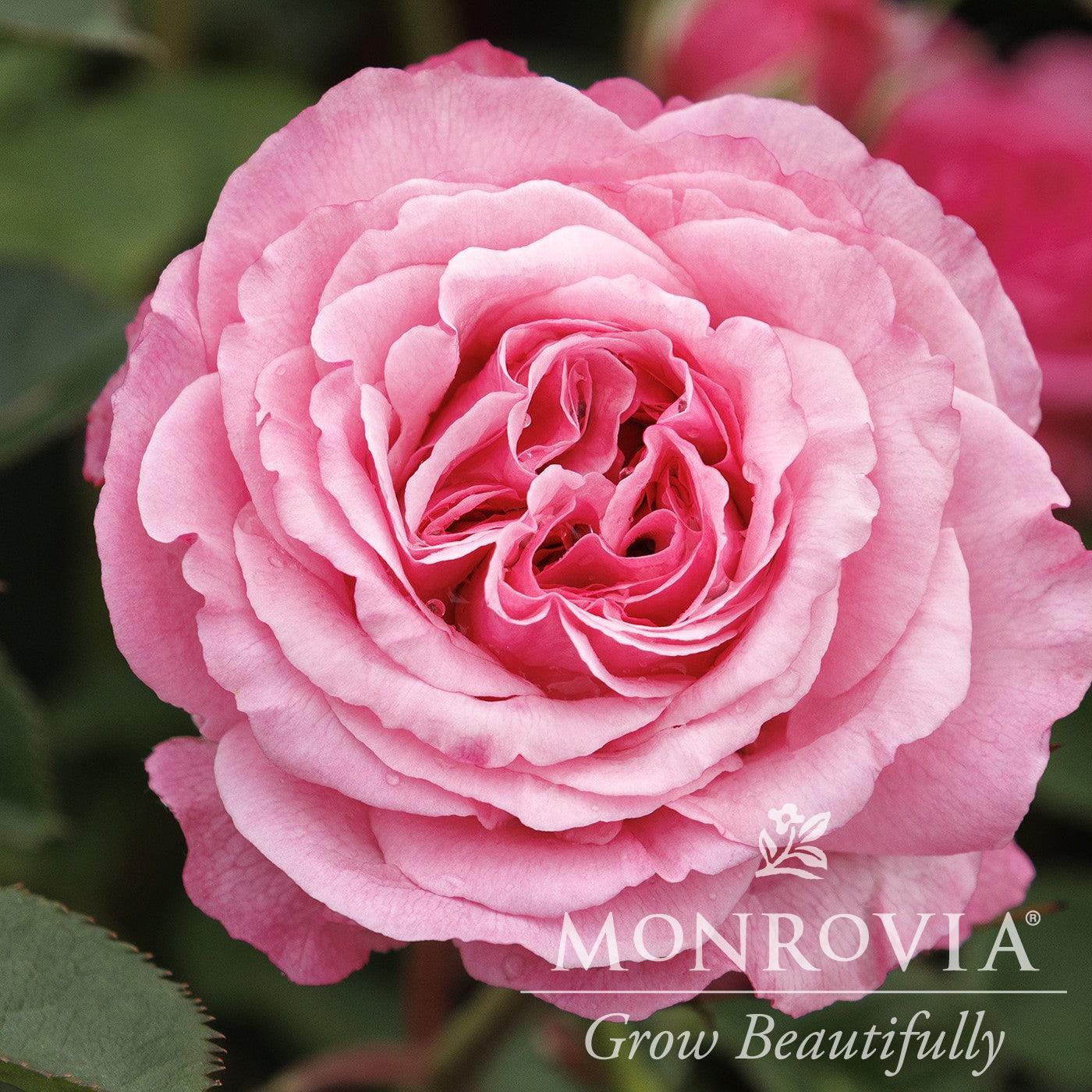 Rosa 'Meictarus' ~ Monrovia® Heavenly Ascent® Pink Climbing Rose-ServeScape