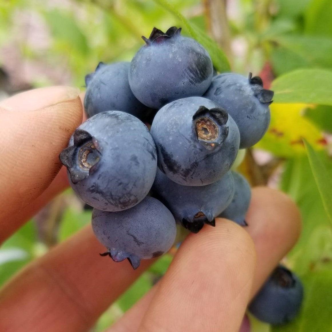 Vaccinium corymbosum 'Chanticleer' ~ Chanticleer Blueberry-ServeScape