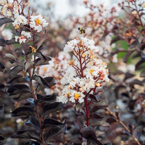 Lagerstroemia 'Pure White' ~ Black Diamond® Pure White Crape Myrtle-ServeScape