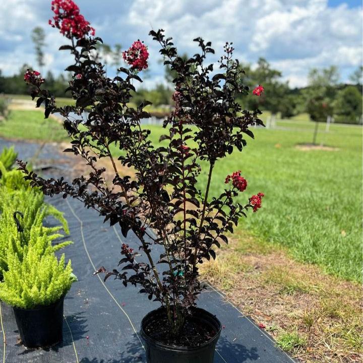 Lagerstroemia 'Red Hot' ~ Black Diamond® Red Hot™ Crape Myrtle-ServeScape