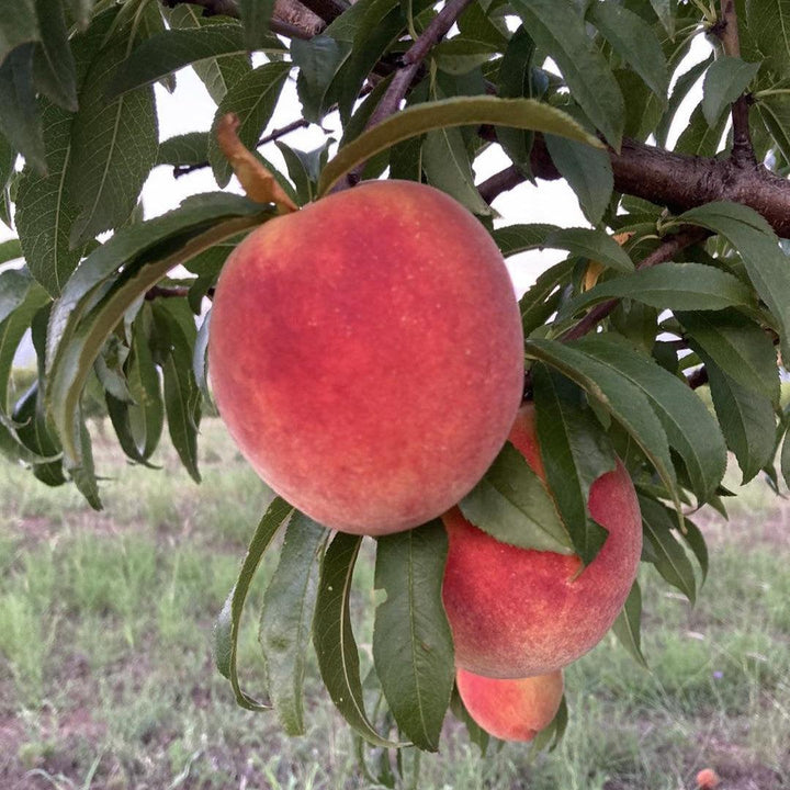 Prunus persica 'Loring' ~ Loring Peach-ServeScape