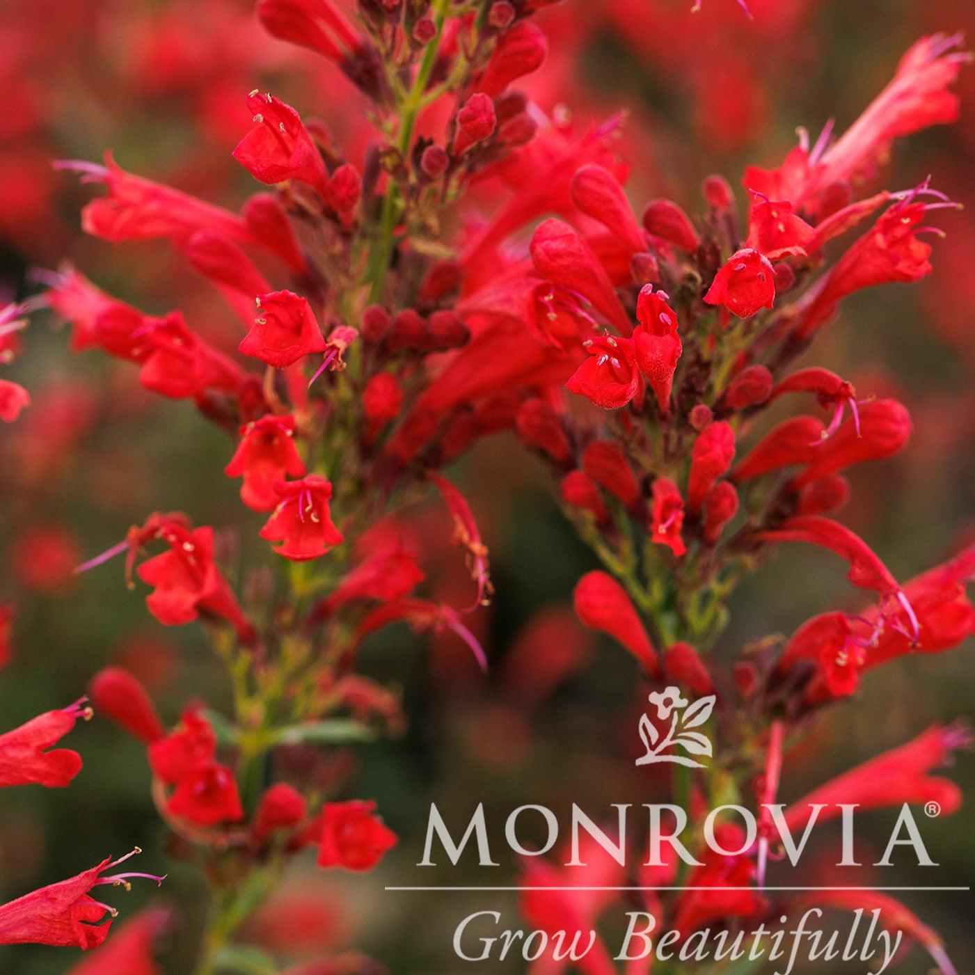 Agastache ‘Kudos Red’ ~ Monrovia® Kudos™ Red Hummingbird Mint, Hyssop ...