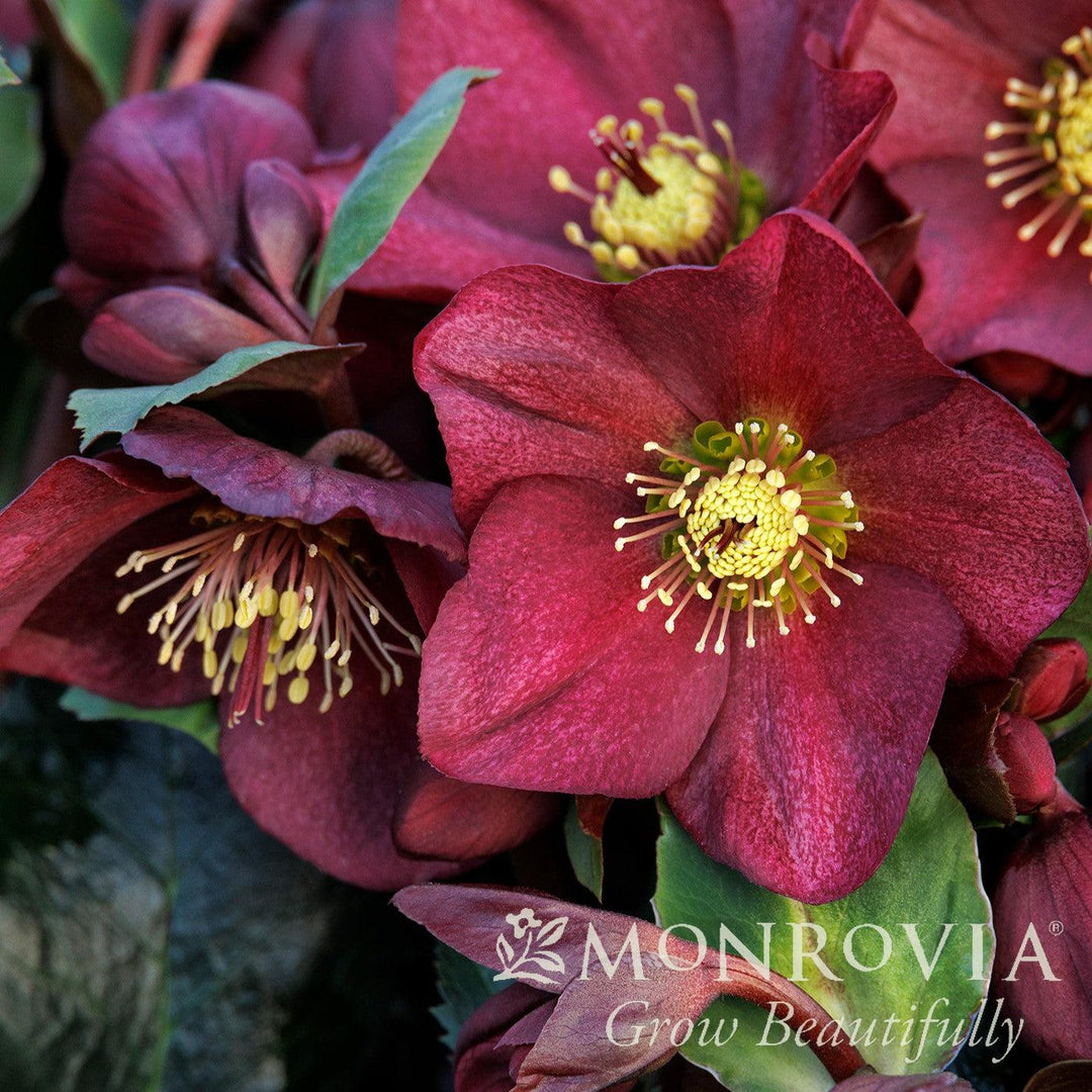 Helleborus x glandorfensis 'Ice N' Roses Red' ~ Monrovia® HGC® Ice N' Roses Red Lenten Rose-ServeScape