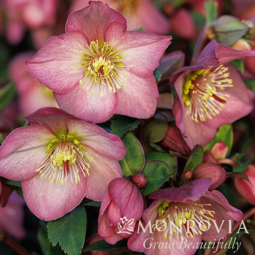 Helleborus x glandorfensis 'Coseh4200' ~ Monrovia® HGC® Ice N' Roses Rose Lenten Rose-ServeScape