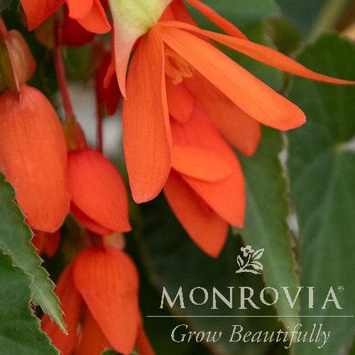 Begonia boliviensis 'BOL201' ~ Monrovia® Bossa Nova® Orange Begonia-ServeScape