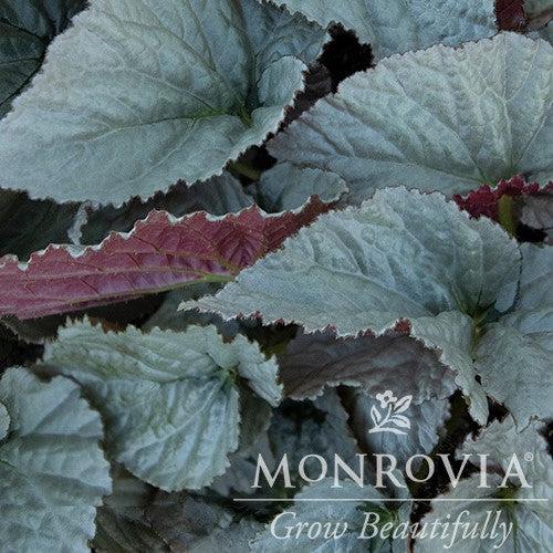 Begonia 'Treasure' ~ Monrovia® Silver™ Treasure Begonia-ServeScape