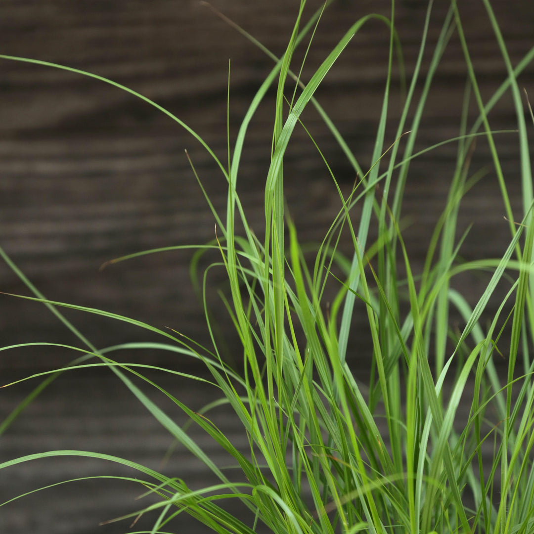 Pennisetum alopecuroides 'Cassian' ~ Cassian Fountain Grass-ServeScape