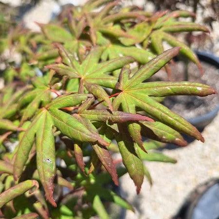 Acer palmatum 'Peve Starfish' ~ Peve Starfish Japanese Maple-ServeScape