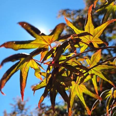 Acer palmatum 'Peve Starfish' ~ Peve Starfish Japanese Maple-ServeScape